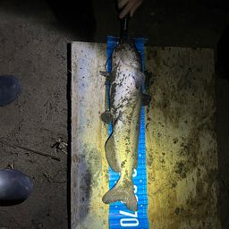 アメリカナマズ