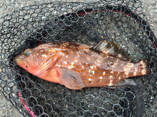 アコウの釣果