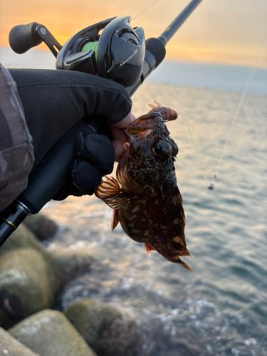 カサゴの釣果