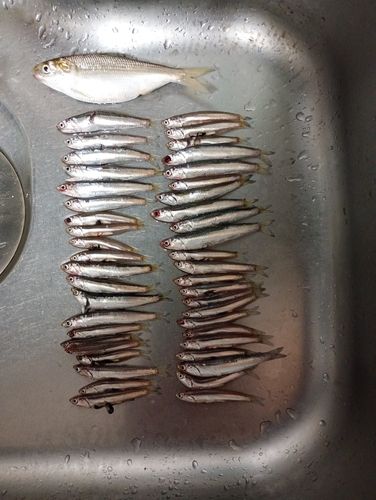 カタクチイワシ