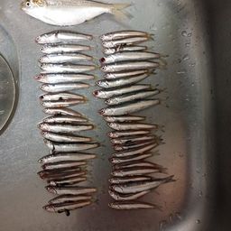 カタクチイワシ