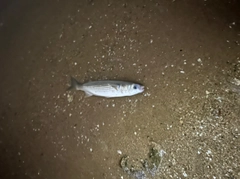 ボラの釣果