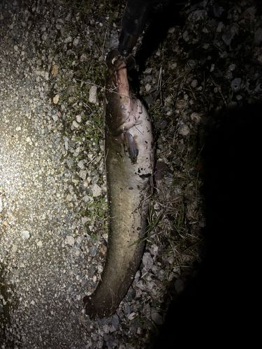 ニホンナマズの釣果