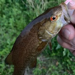 スモールマウスバス