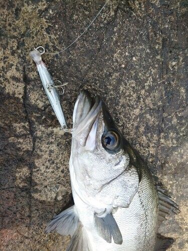 フッコ（ヒラスズキ）の釣果