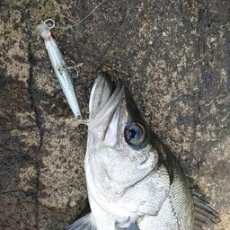 フッコ（ヒラスズキ）