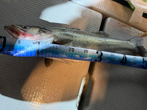 シーバスの釣果