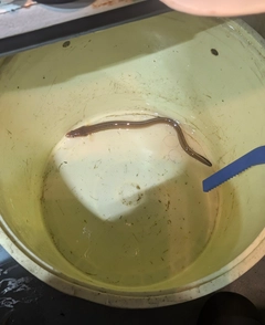 アナゴの釣果