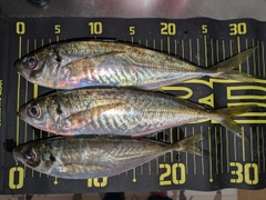 アジの釣果