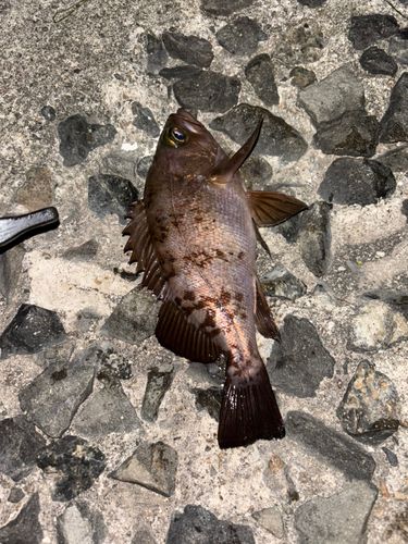 メバルの釣果