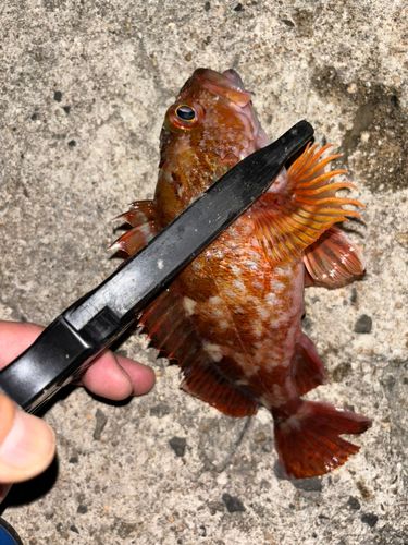 カサゴの釣果