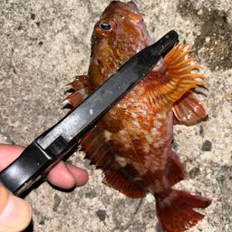 カサゴ