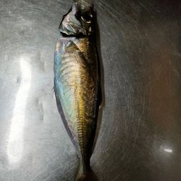 アジ