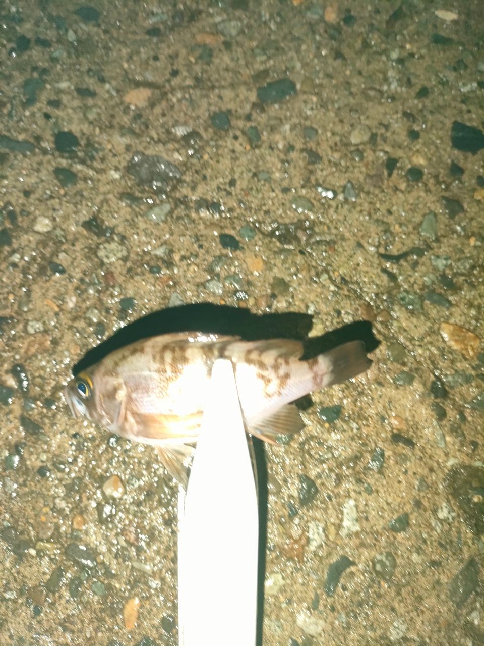 アジ