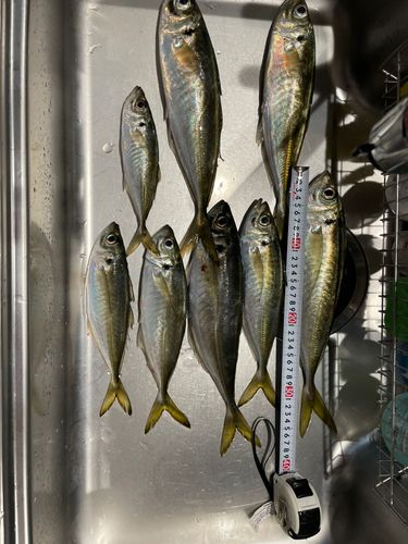 アジの釣果