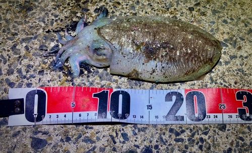 コウイカの釣果