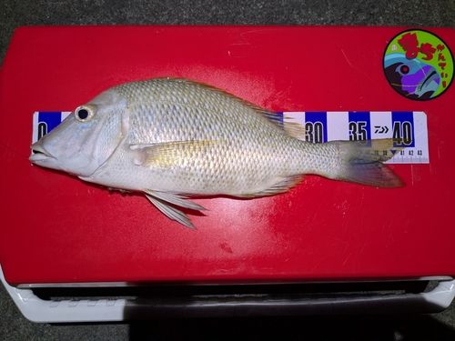 タマンの釣果