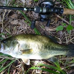 ラージマウスバス