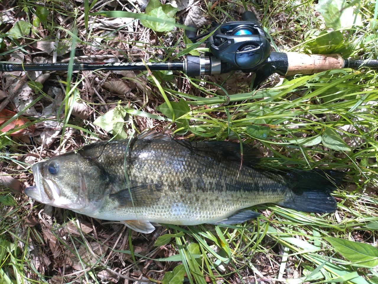 ラージマウスバス