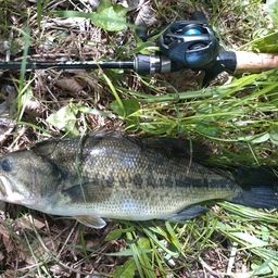 ラージマウスバス