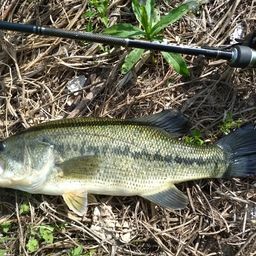 ラージマウスバス