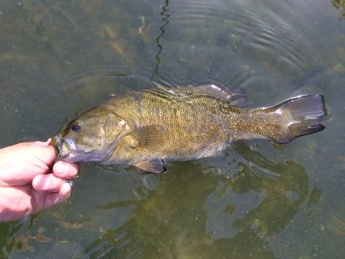 スモールマウスバスの釣果