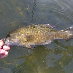 スモールマウスバス