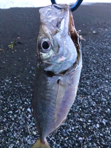 マアジの釣果