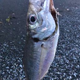 マアジ