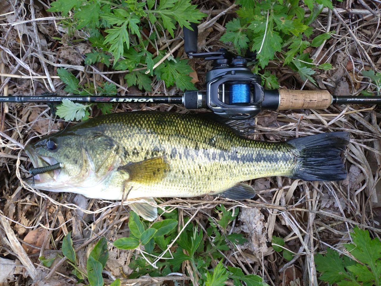 ラージマウスバス