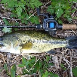 ラージマウスバス