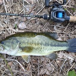 ラージマウスバス