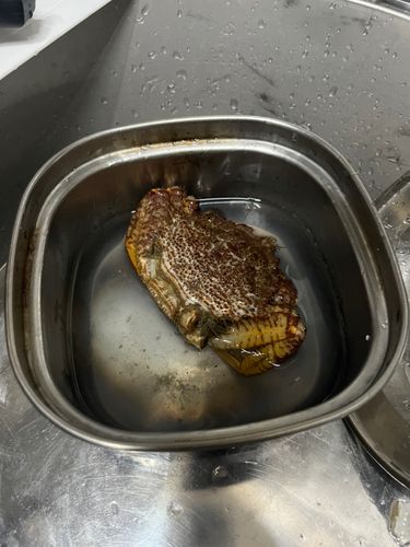 クリガニの釣果