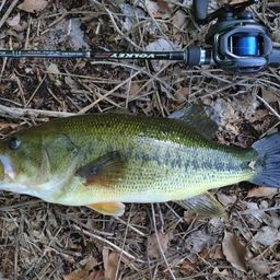 ラージマウスバス