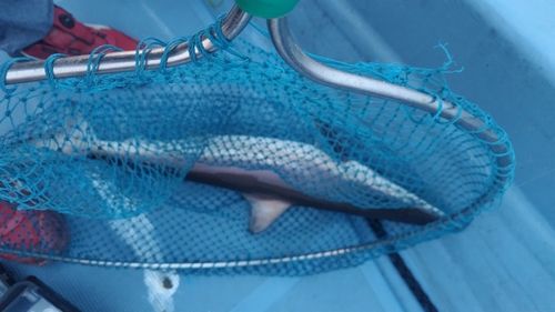 サメの釣果