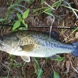 ラージマウスバス