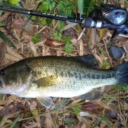 ラージマウスバス