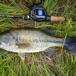 ラージマウスバス