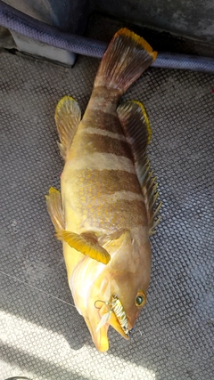 アオハタの釣果