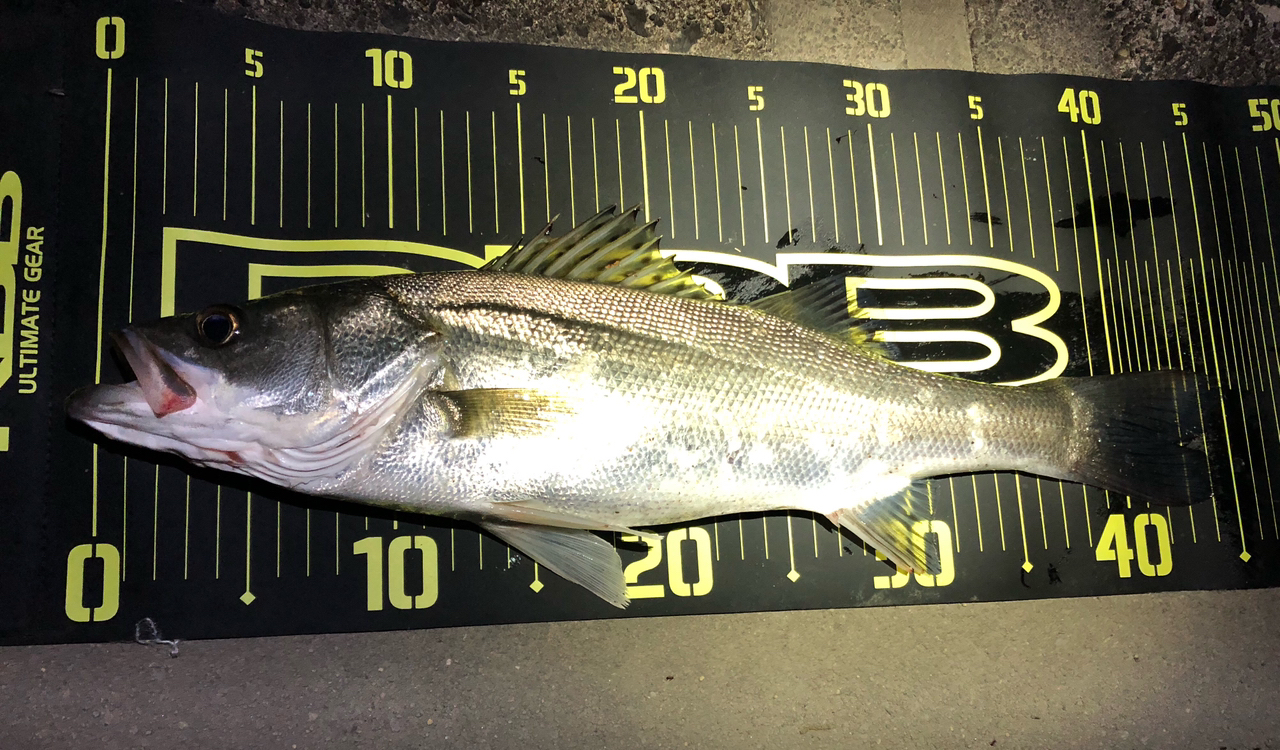 DAIWA 21ラブラックス AGS 93MLの最安値・インプレ・釣果 | 本音