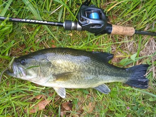 ラージマウスバスの釣果