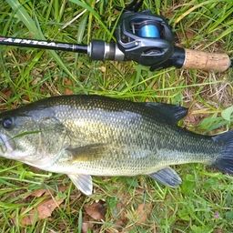 ラージマウスバス