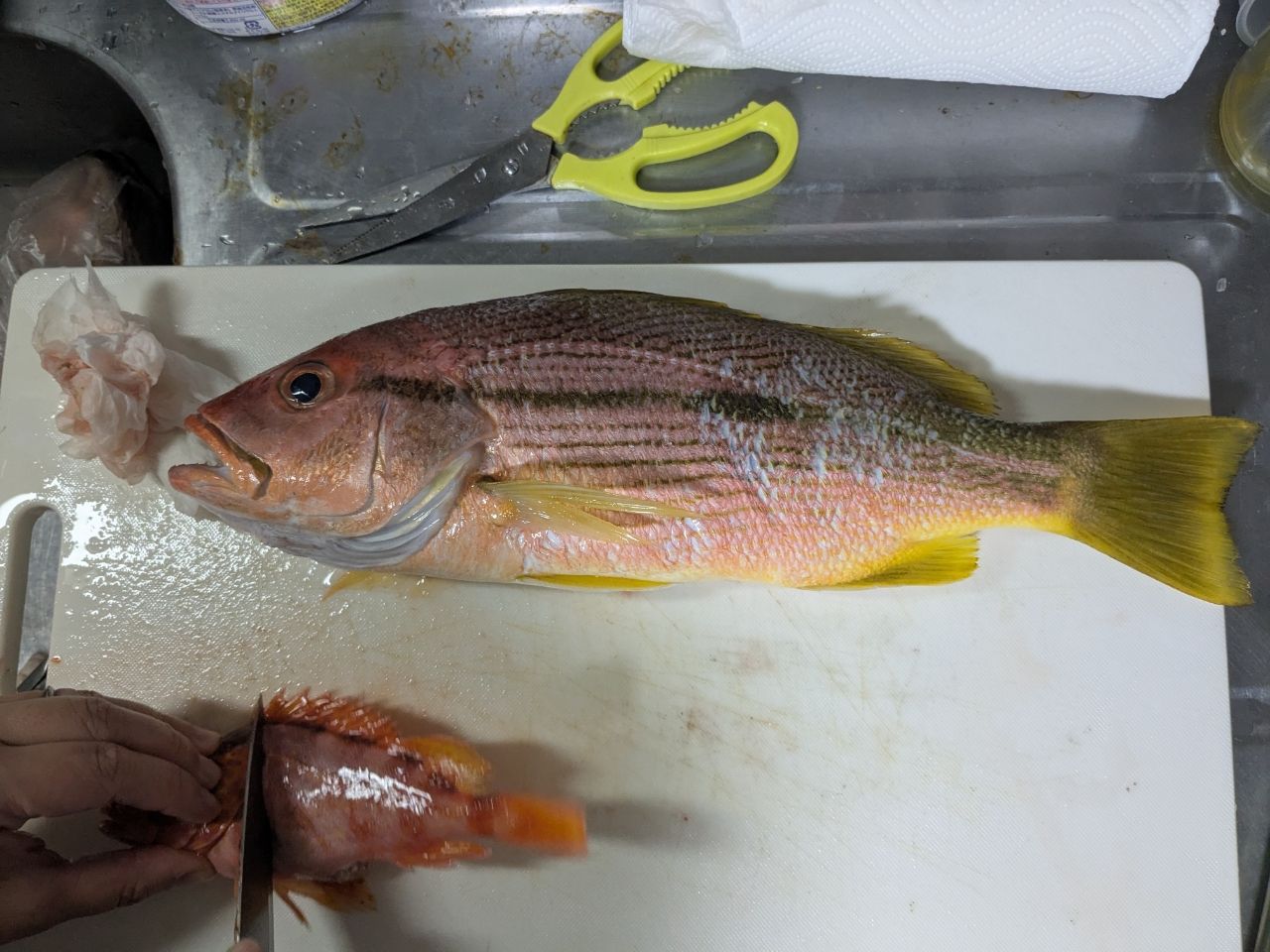 ヨコスジフエダイ