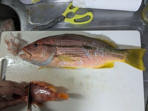 ヨコスジフエダイの釣果