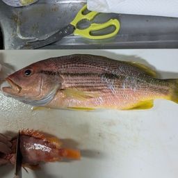 ヨコスジフエダイ