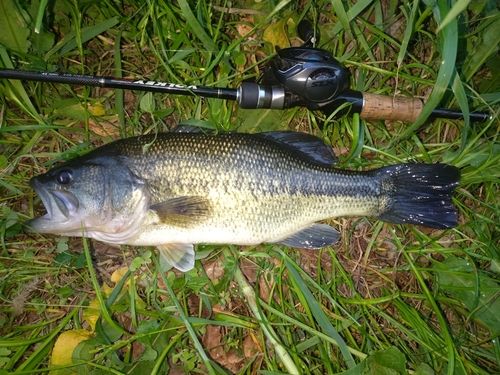 ラージマウスバスの釣果