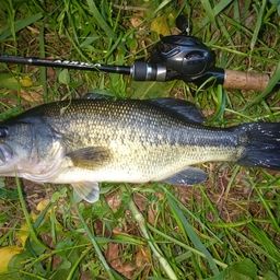 ラージマウスバス