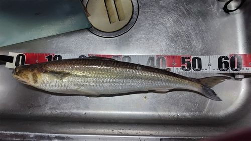エソの釣果