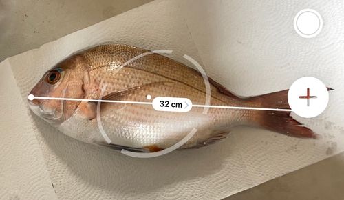 マダイの釣果