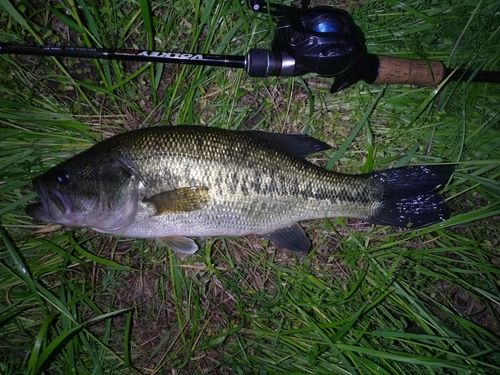 ラージマウスバスの釣果